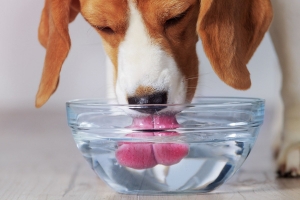 Hydration Delight Unlocking the Secrets of Digestion Water for Dogs Hydration Delight Unlocking the Secrets of Digestion Water for Dogs