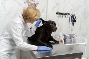 The Imperative of Advanced Otoscopic Technology in Contemporary Veterinary Diagnostics The Imperative of Advanced Otoscopic Technology in Contemporary Veterinary Diagnostics