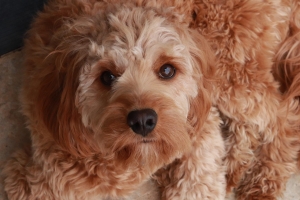 Why is overpopulation in the dog population a concern when discussing unwanted pregnancies? Why is overpopulation in the dog population a concern when discussing unwanted pregnancies?