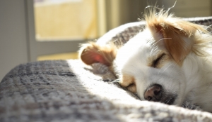 Ways to Help Your Dog Live More Comfortably with Arthritis Ways to Help Your Dog Live More Comfortably with Arthritis